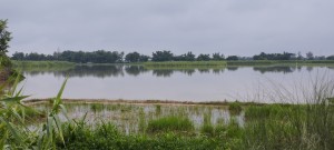 शनिबार देखि लगातार परिरहेको भारी बर्षाका कारण जनजिवन प्रभावित। कृषक चिन्तित