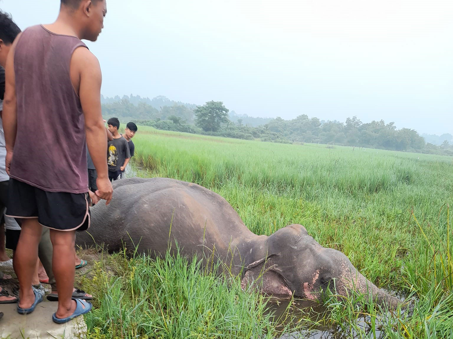 झापामा जंगली हात्ती मृत फेला